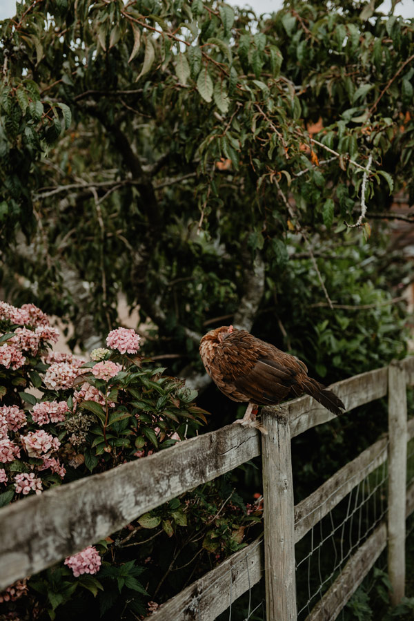 jamie's farm barn wedding sleeping chicken in monmouthshire